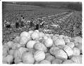 Image of Workers harvesting cabbage, Kent Valley, 1943