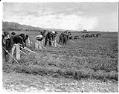 Image of Teenage farm workers in Puyallup Valley, May 1942