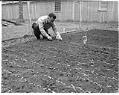 Image of Incarceree planting garden at the Puyallup Assembly Center, Puyallup, 1942