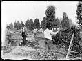 Image of Indigenous men at work picking hops, circa 1890