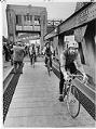 Image of Bicyclists riding on the newly finished bicycle lanes of the University Bridge, Seattle, October 12, 1983