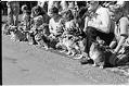 Image of Corgis and their owners at Seattle Center, Seattle, August 27, 1972