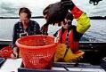 Image of State scientists testing fish at Eagle Harbor, November 9, 2002