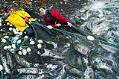 Image of Kevin and Robert Blacketer, Skokomish, with net of chum salmon near Hoodsport, WA, November 12, 2002