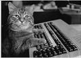 Image of Morris the cat at the Seattle Post-Intelligencer office, Seattle, December 1981