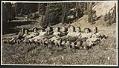 Image of Pacific Northwest Cycling Association members reclining on grass, circa 1950