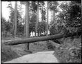 Image of Children on log, Woodland Park, Seattle, circa 1904