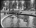 Image of Trout rearing ponds at Seward Park, Seattle, 1948