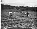 Image of Indigenous berry pickers on Vashon Island, June 1943