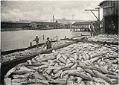 Image of A Puget Sound salmon catch, circa 1900