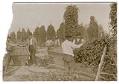 Image of Hop picking, circa 1895