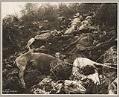 Image of Dead horses on White Pass Trail, 1898