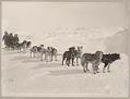 Image of Dogsled owned by a mail carrier, near Nome, Alaska, circa 1905