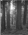 Image of Loggers amidst large trees, circa 1917