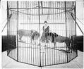 Image of Mrs. Dwyer on seesaw with two lions, circa 1917