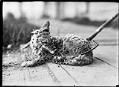 Image of Coyote captured on Westlake Avenue, September 14, 1921
