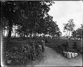 Image of Boy picking berries in Salmon Bay Park, Seattle, circa 1910