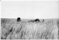 Image of Man and buggy in wheat field, circa 1910