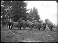 Image of Sells-Floto Circus elephant, circa 1912
