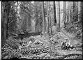 Image of Men sitting near track in forest, circa 1913