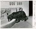 Image of Dog drinking at 
