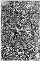 Image of Sonics victory parade after winning NBA championship, Seattle June 4, 1979